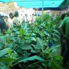 Arboles de aguacate